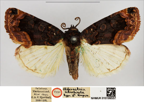/filer/webapps/moths/media/images/E/ectorhoda_Oedorastria_STM_NHMUK.jpg