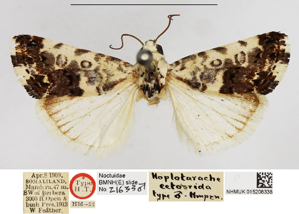 /filer/webapps/moths/media/images/E/ectorrida_Hoplotarache_LT_NHMUK.jpg