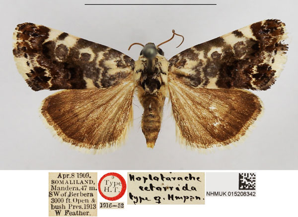 /filer/webapps/moths/media/images/E/ectorrida_Hoplotarache_PLT_NHMUK.jpg