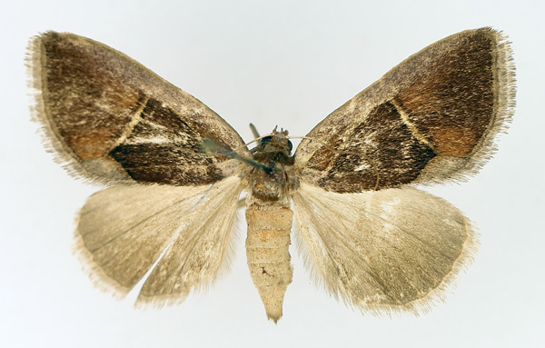/filer/webapps/moths/media/images/E/ectrogia_Parafodina_AF_TMSA.jpg
