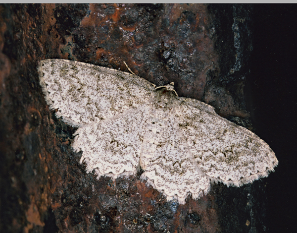 /filer/webapps/moths/media/images/E/ectropodes_Hypomecis_A_Roland_01_37GHtsP.jpg