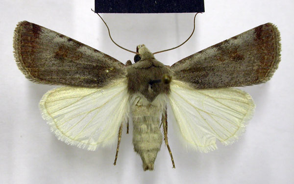 /filer/webapps/moths/media/images/E/ecvinacea_Lycophotia_AF_TMSA.jpg