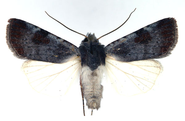 /filer/webapps/moths/media/images/E/ecvinacea_Lycophotia_AM_Aulombard.jpg