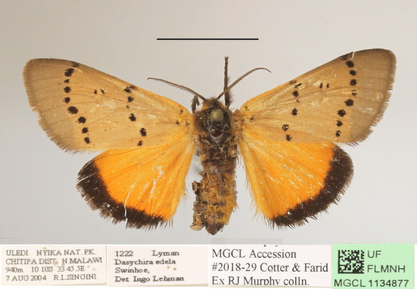 /filer/webapps/moths/media/images/E/eddela_Euproctoides_AF_MGCLa_02.JPG