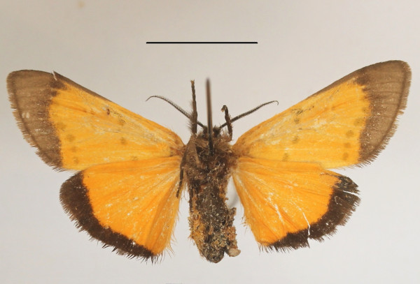 /filer/webapps/moths/media/images/E/eddela_Euproctoides_AF_MGCLb_02.JPG