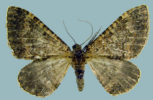 /filer/webapps/moths/media/images/E/edelsteni_Epirrhoe_AF_ZSM.jpg