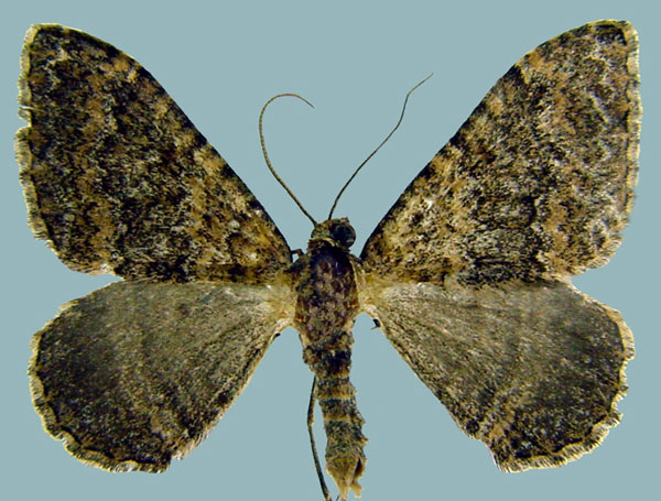 /filer/webapps/moths/media/images/E/edelsteni_Epirrhoe_AM_ZSMa.jpg