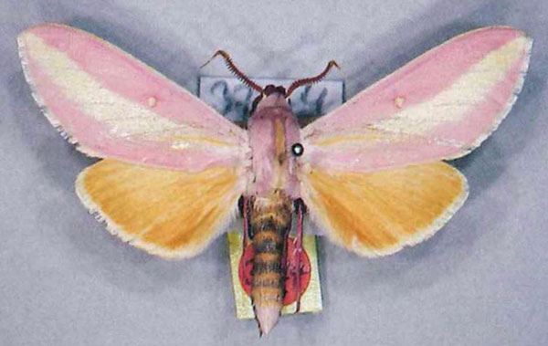 /filer/webapps/moths/media/images/E/edentata_Leucophlebia_AM_MfN.jpg