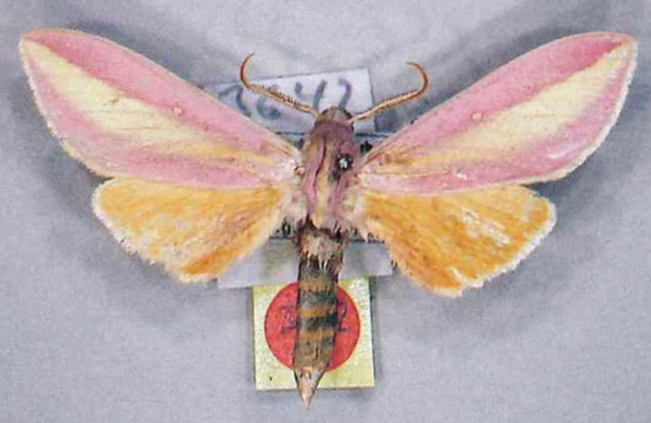 /filer/webapps/moths/media/images/E/edentata_Leucophlebia_AM_ZSM.jpg