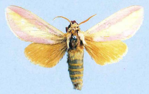 /filer/webapps/moths/media/images/E/edentata_Leucophlebia_HT_NHMUK.jpg