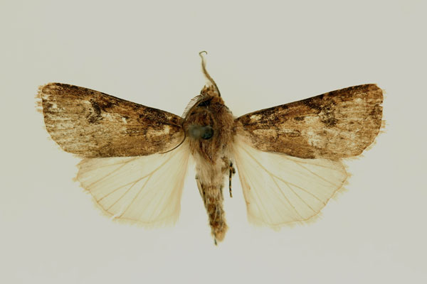 /filer/webapps/moths/media/images/E/edentifera_Agrotis_AM_RMCA.jpg