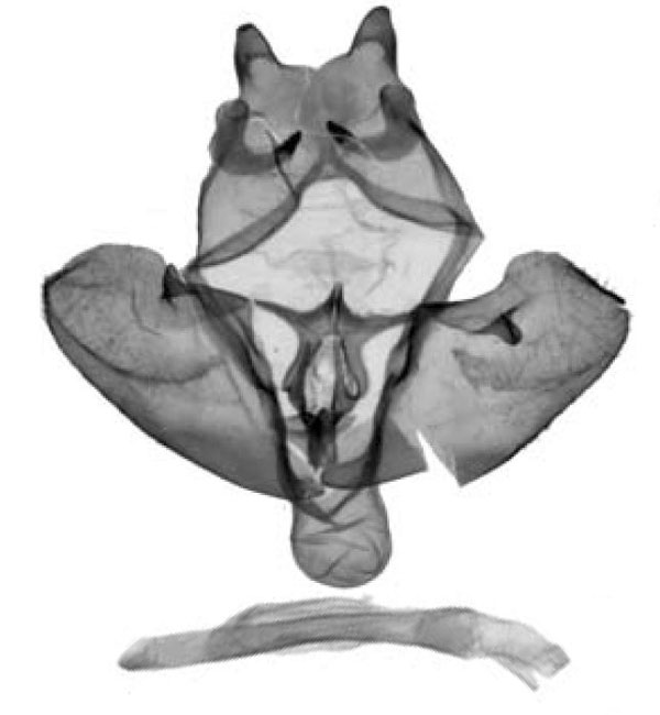 /filer/webapps/moths/media/images/E/edita_Politzariella_GMHT_ZSM.jpg