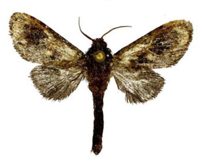 /filer/webapps/moths/media/images/E/edita_Politzariella_HT_ZSM.jpg