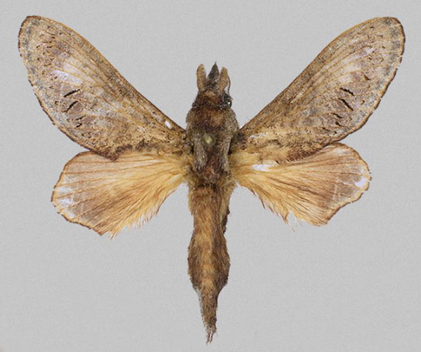 /filer/webapps/moths/media/images/E/edita_Revaya_HT_Mueller.jpg