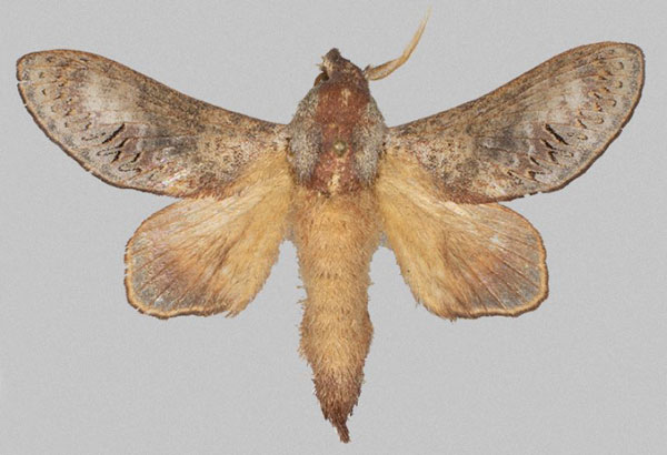 /filer/webapps/moths/media/images/E/edita_Revaya_PTM_Mueller.jpg