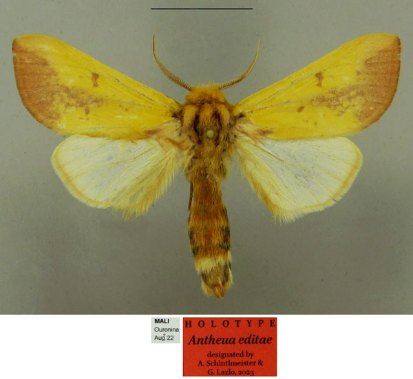 /filer/webapps/moths/media/images/E/editae_Antheua_HT_Schintlmeister.jpg