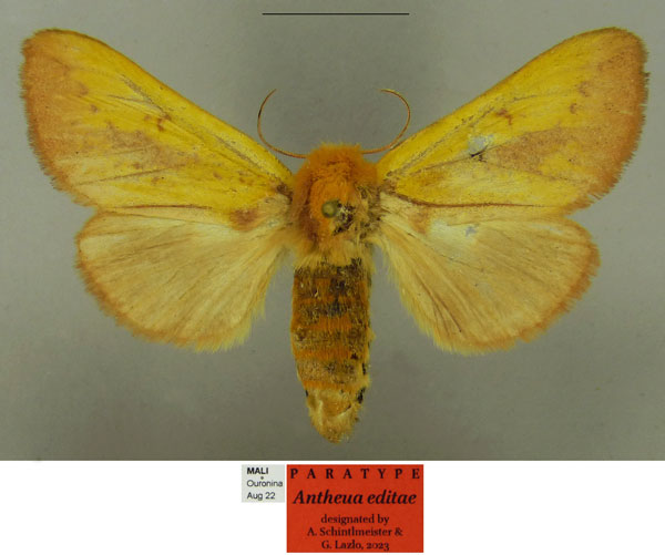 /filer/webapps/moths/media/images/E/editae_Antheua_PTF_Schintlmeister.jpg