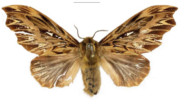 /filer/webapps/moths/media/images/E/editae_Leptometa_HT_Mueller.jpg