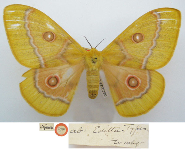 /filer/webapps/moths/media/images/E/editha_Nudaurelia_STF_NHMUKa.jpg