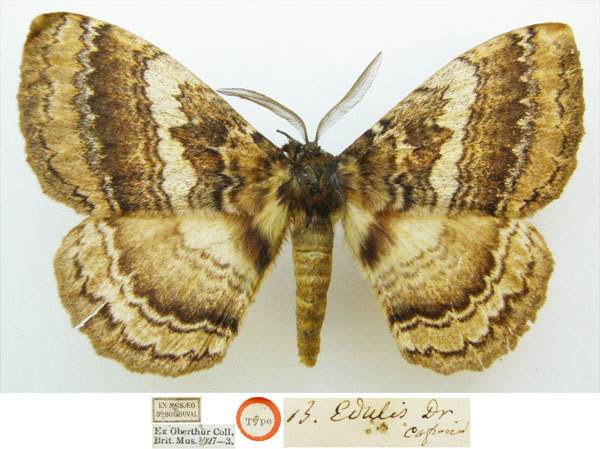 /filer/webapps/moths/media/images/E/edulis_Bombyx_HT_NHMUKa.jpg