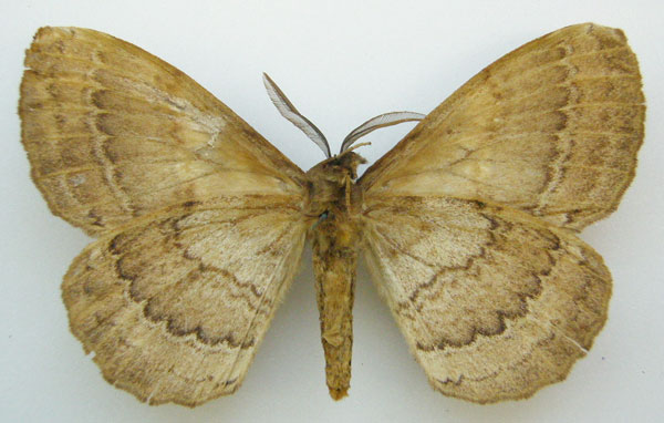 /filer/webapps/moths/media/images/E/edulis_Bombyx_HT_NHMUKb.jpg