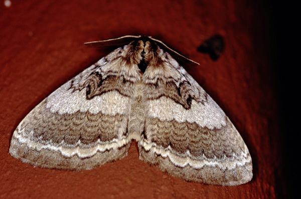 /filer/webapps/moths/media/images/E/edulis_Stiphnopteryx_A_Roland_03.jpg