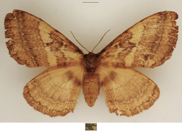 /filer/webapps/moths/media/images/E/edulis_Striphnopteryx_AF_TMSA.jpg
