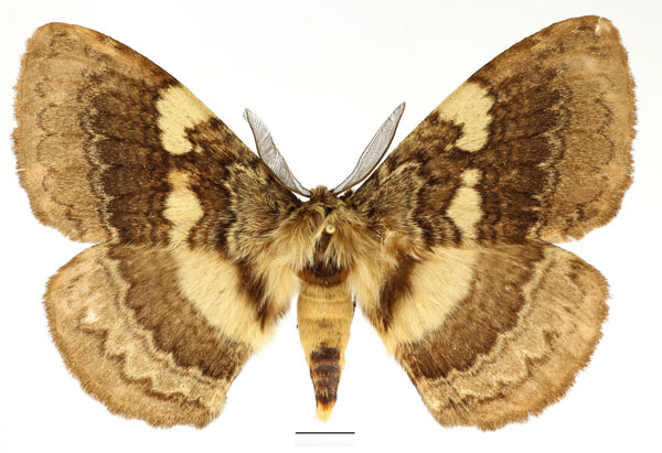 /filer/webapps/moths/media/images/E/edulis_Striphnopteryx_AM_Basquin_01.jpg