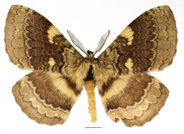 /filer/webapps/moths/media/images/E/edulis_Striphnopteryx_AM_Basquin_02.jpg