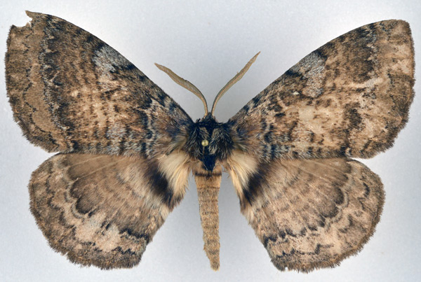 /filer/webapps/moths/media/images/E/edulis_Striphnopteryx_AM_NHMO_01.jpg
