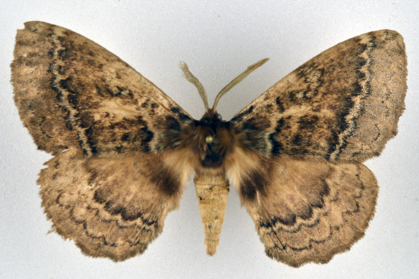 /filer/webapps/moths/media/images/E/edulis_Striphnopteryx_AM_NHMO_02.jpg