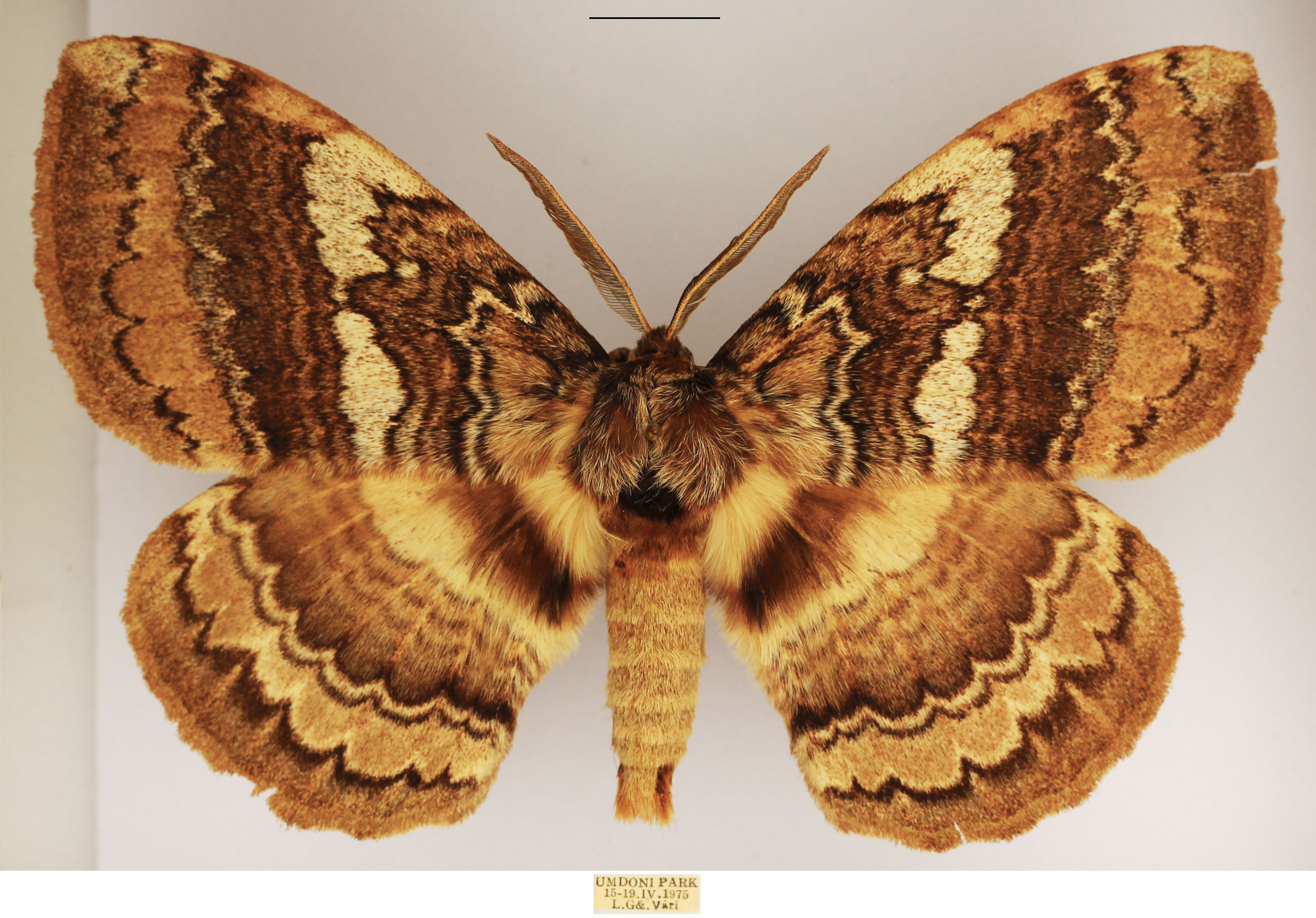 /filer/webapps/moths/media/images/E/edulis_Striphnopteryx_AM_TMSA_01.jpg