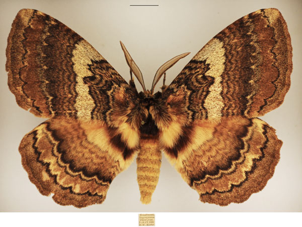 /filer/webapps/moths/media/images/E/edulis_Striphnopteryx_AM_TMSA_02.jpg