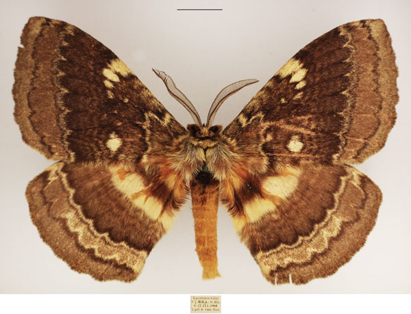 /filer/webapps/moths/media/images/E/edulis_Striphnopteryx_AM_TMSA_03.jpg