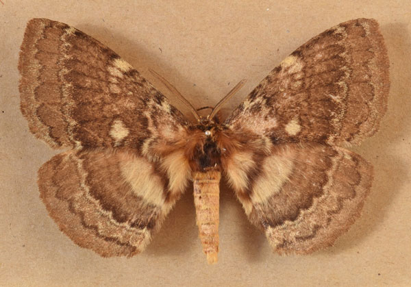 /filer/webapps/moths/media/images/E/edulis_Striphnopteryx_A_Butler.jpg
