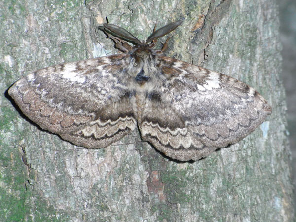 /filer/webapps/moths/media/images/E/edulis_Striphnopteryx_A_Sommerer.jpg