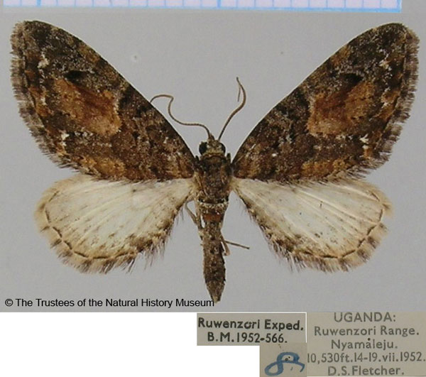 /filer/webapps/moths/media/images/E/edwardsi_Eupithecia_AF_BMNH.jpg