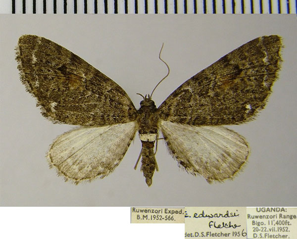 /filer/webapps/moths/media/images/E/edwardsi_Eupithecia_AF_ZSM.jpg