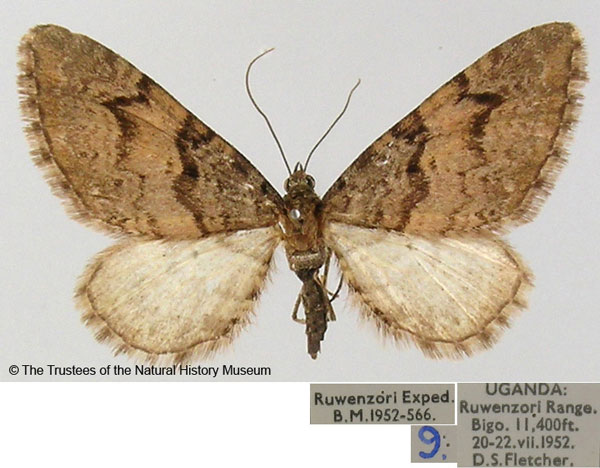 /filer/webapps/moths/media/images/E/edwardsi_Eupithecia_AM_BMNH.jpg