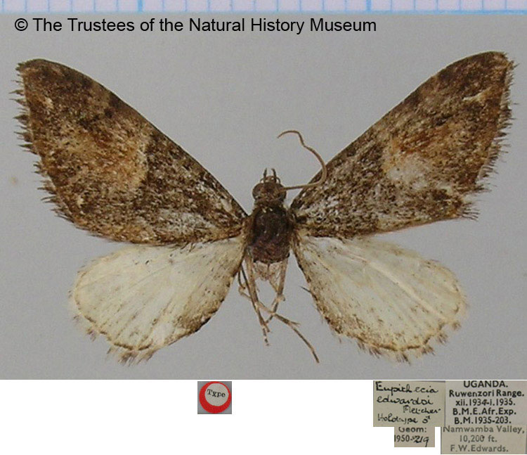 /filer/webapps/moths/media/images/E/edwardsi_Eupithecia_HT_BMNH.jpg