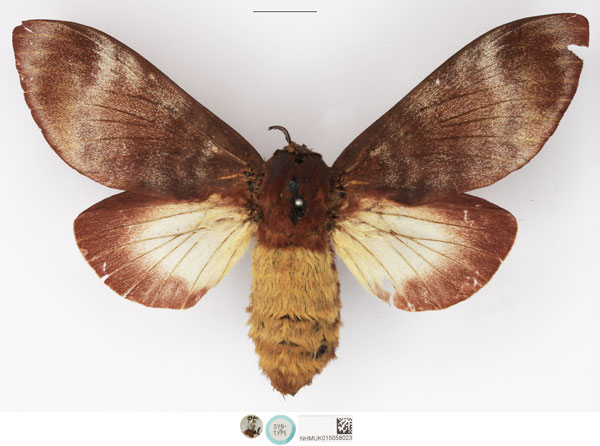 /filer/webapps/moths/media/images/E/effusa_Pachypasa_STF_NHMUK_01.jpg