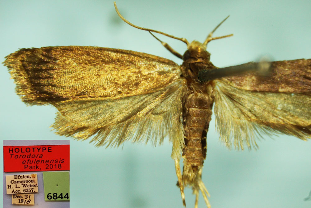 /filer/webapps/moths/media/images/E/efulenensis_Torodora_HT_CMP.jpg