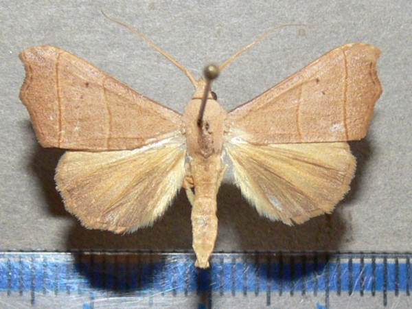 /filer/webapps/moths/media/images/E/efulensis_Hondryches_A_Goffa_02.jpg