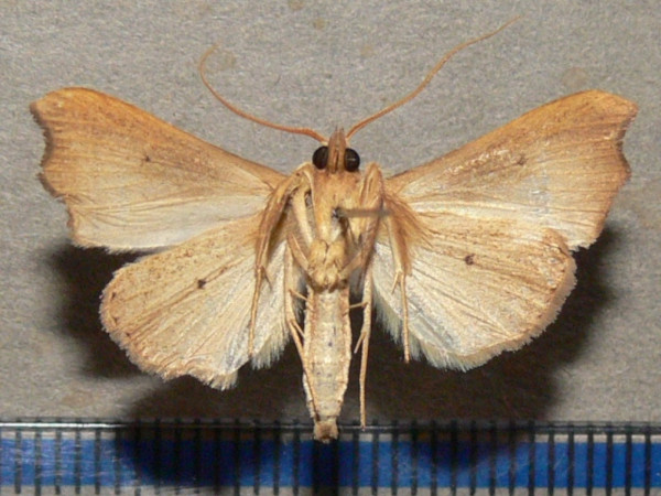 /filer/webapps/moths/media/images/E/efulensis_Hondryches_A_Goffb_01.jpg