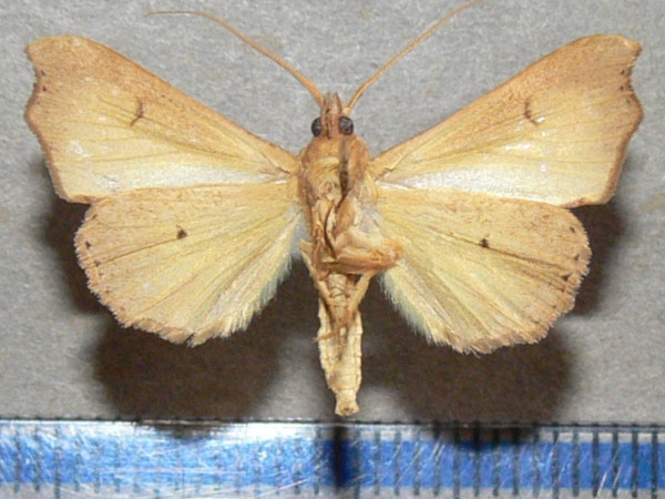 /filer/webapps/moths/media/images/E/efulensis_Hondryches_A_Goffb_02.jpg