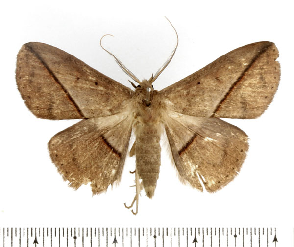/filer/webapps/moths/media/images/E/egcarsia_Ugia_AM_BMNH.jpg