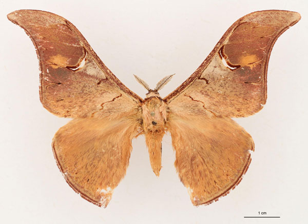 /filer/webapps/moths/media/images/E/egeri_Dogoia_HT_RBINS_01.jpg