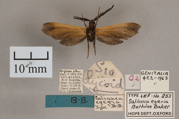 /filer/webapps/moths/media/images/E/egeria_Saliunca_HT_OUMNH_02.jpg