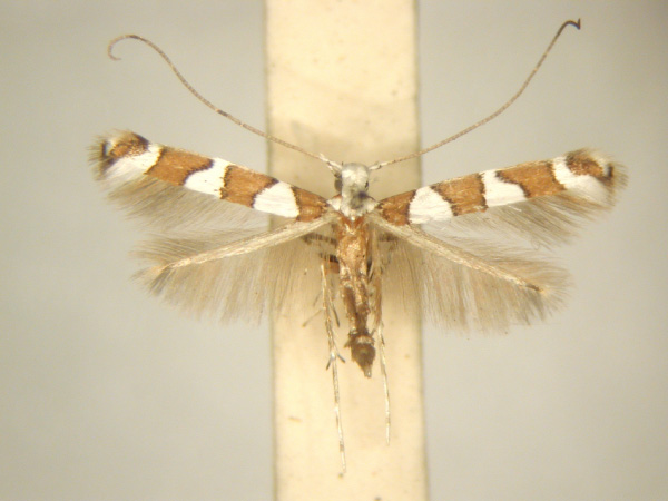 /filer/webapps/moths/media/images/E/ehretiae_Dialectica_PT_TMSA6143.jpg
