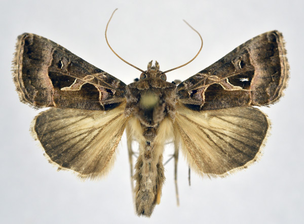 /filer/webapps/moths/media/images/E/elacheia_Trichoplusia_AM_NHMO.jpg